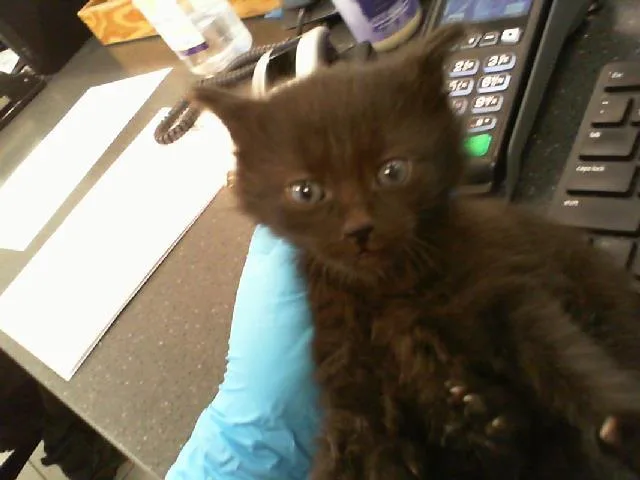 A baby small-sized male Domestic Long Hair cat named Onyx for adoption in Charlotte, NC