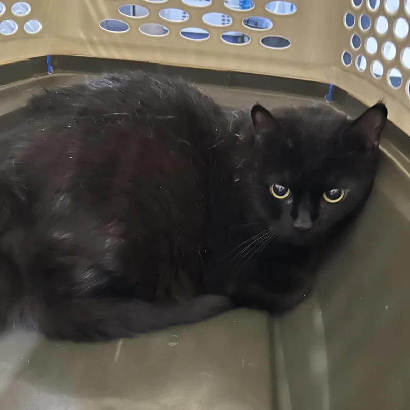 A senior extra large-sized male Black Domestic Short Hair cat named Duncan for adoption in Oyster Bay, NY