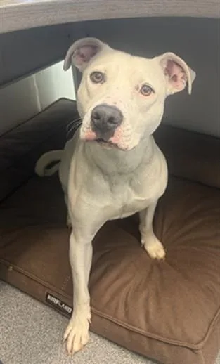A young large-sized female Pit Bull Terrier dog named Patricia for adoption in Toledo, OH