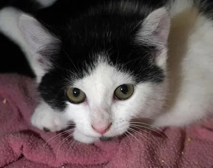 A baby small-sized female Domestic Short Hair cat named Patience for adoption in Eugene, OR