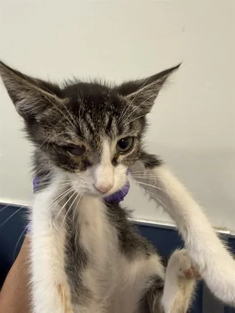 A baby small-sized male Domestic Short Hair cat named Gus for adoption in Miami, FL