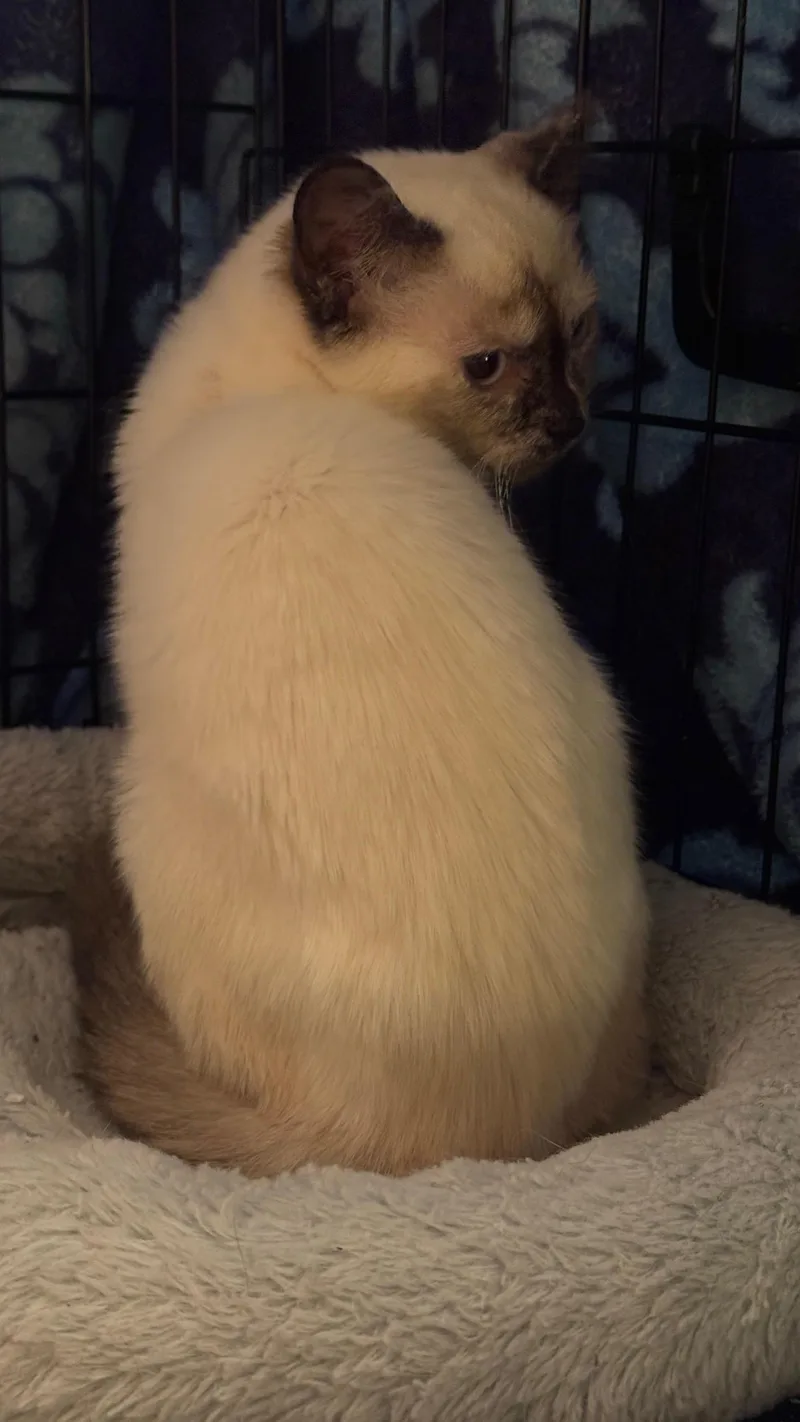 Coconut thumbnail 3