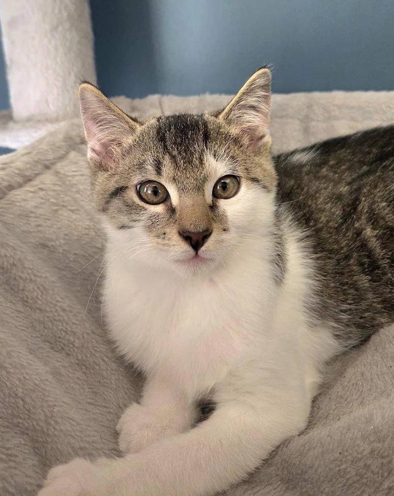 A baby medium-sized male Domestic Short Hair cat named Courtesy List: Kevin for adoption in Broomall, PA