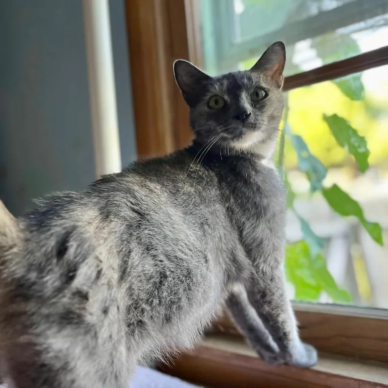An adult medium-sized female Tortoiseshell cat named LiteBrite for adoption in Tulsa, OK