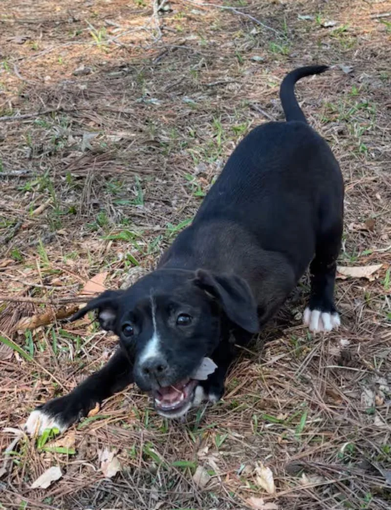 Polka Dot thumbnail 2