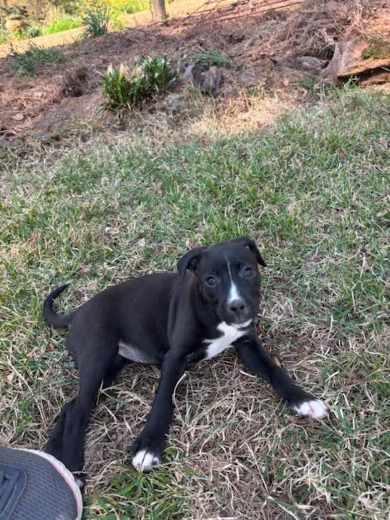 Polka Dot thumbnail 3