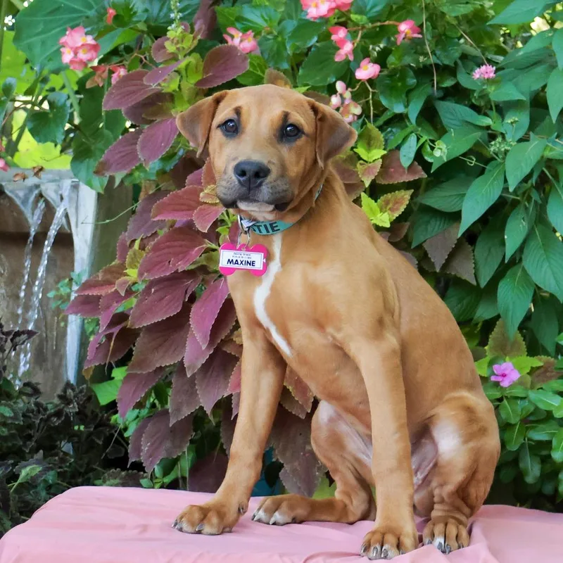 A baby small-sized female Labrador Retriever dog named Maxine for adoption in Wake Forest, NC