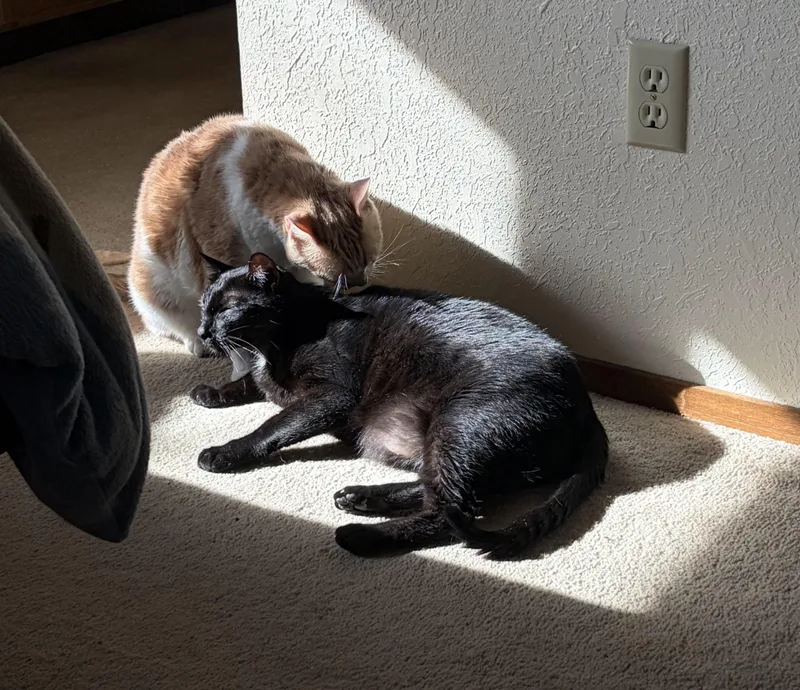Frankie And Ziggy