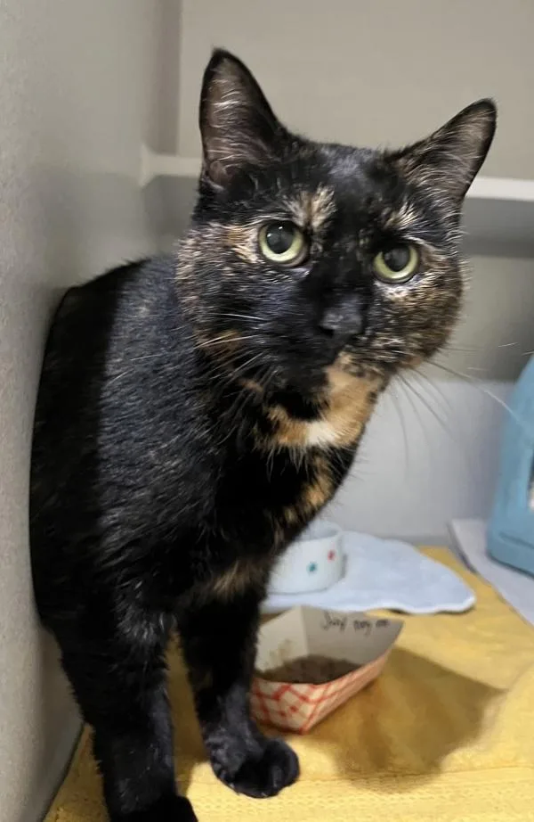 A senior medium-sized female Domestic Short Hair cat named Joy for adoption in Stratham, NH