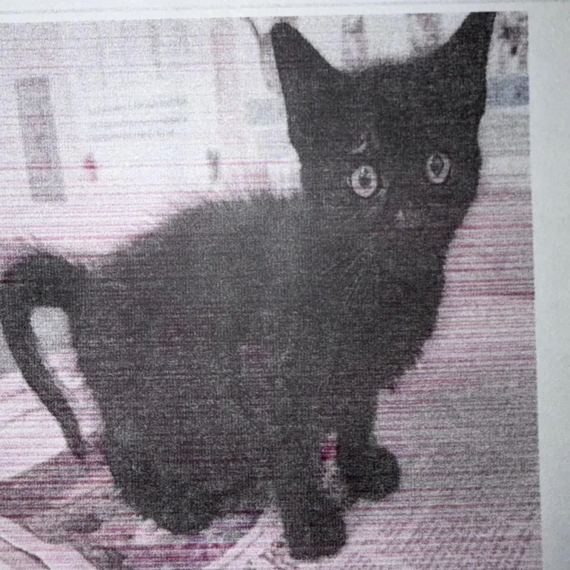 A baby small-sized female Black Domestic Short Hair cat named Lane for adoption in San Antonio, TX