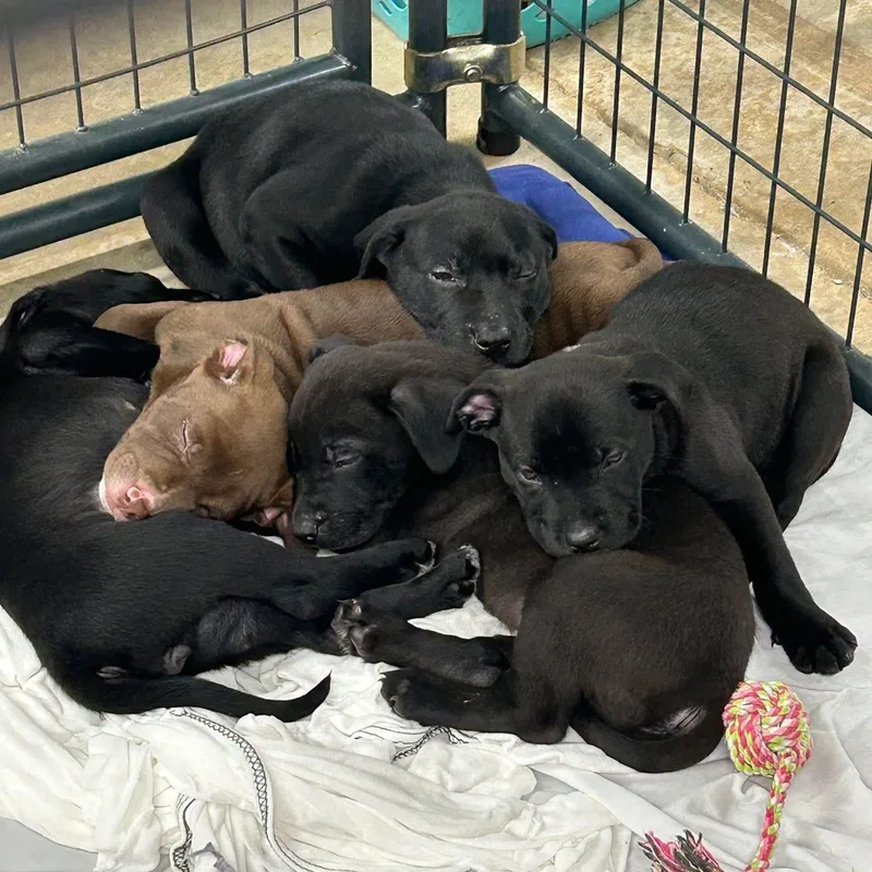 A baby medium-sized male Black Labrador Retriever dog named Pumbaa for adoption in Cumberland, RI
