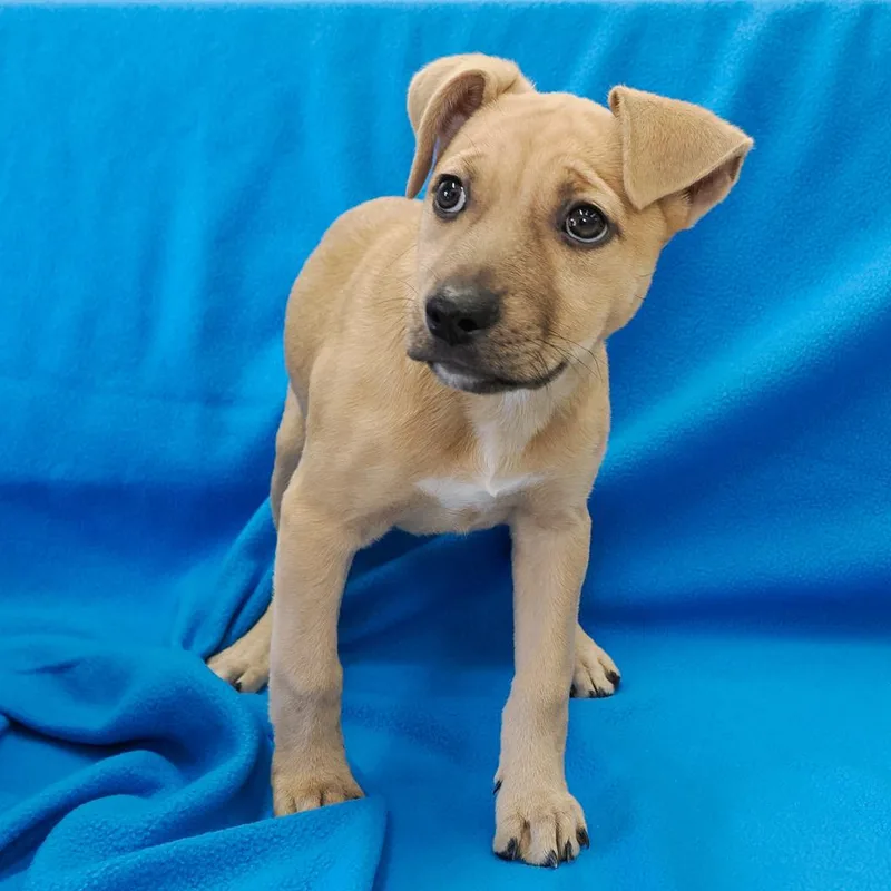 A baby medium-sized female Yellow / Tan / Blond / Fawn Labrador Retriever dog named Inky for adoption in Point Richmond, CA