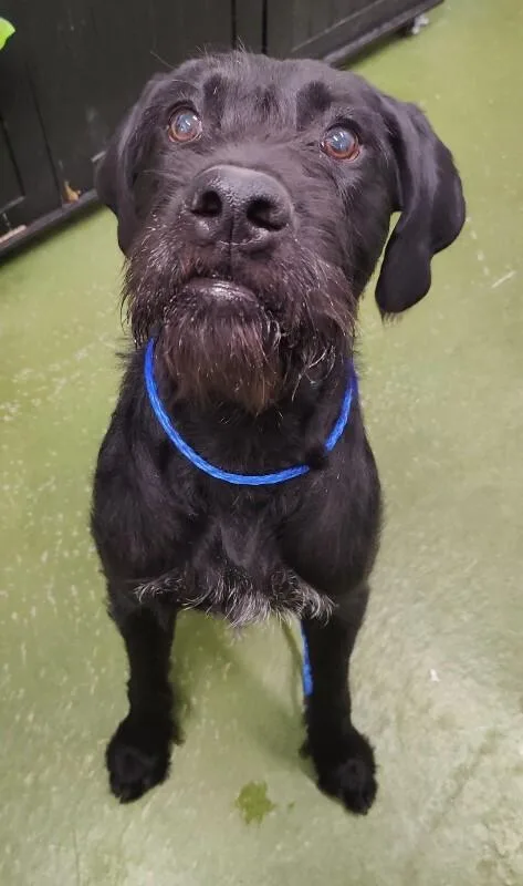 An adult large-sized male German Shorthaired Pointer dog named Scooby for adoption in Fruit Heights, UT