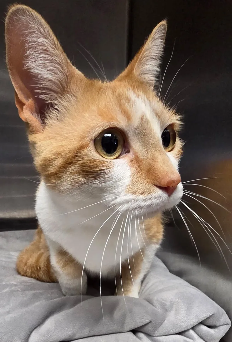 An adult small-sized male Domestic Short Hair cat named Pisoi for adoption in Los Angeles, CA