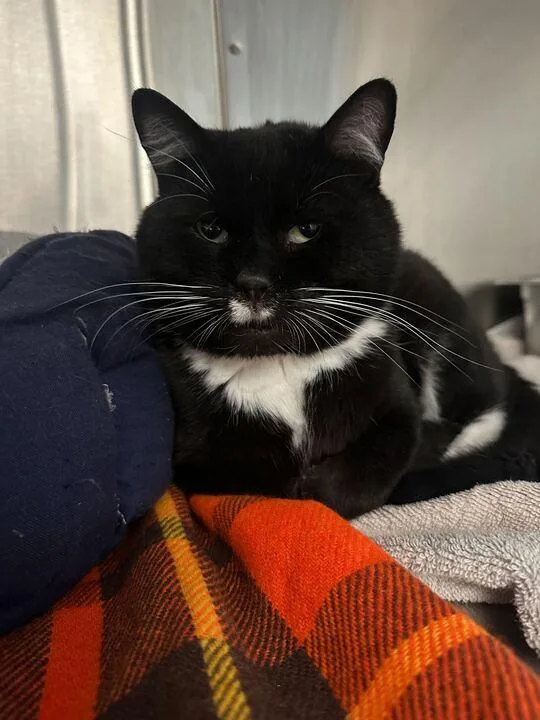 An adult large-sized male Black & White / Tuxedo Domestic Short Hair cat named Digman for adoption in Maidens, VA