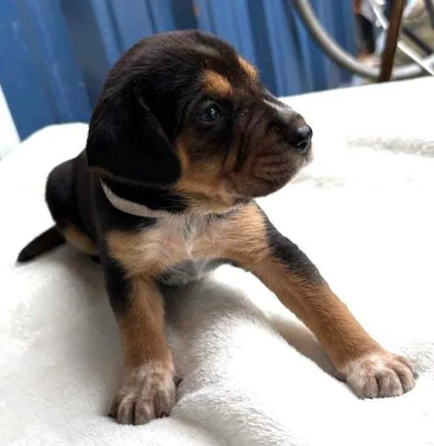 A baby large-sized male Tricolor (Brown, Black, & White) Hound dog named Bourbon Derby for adoption in Waunakee, WI
