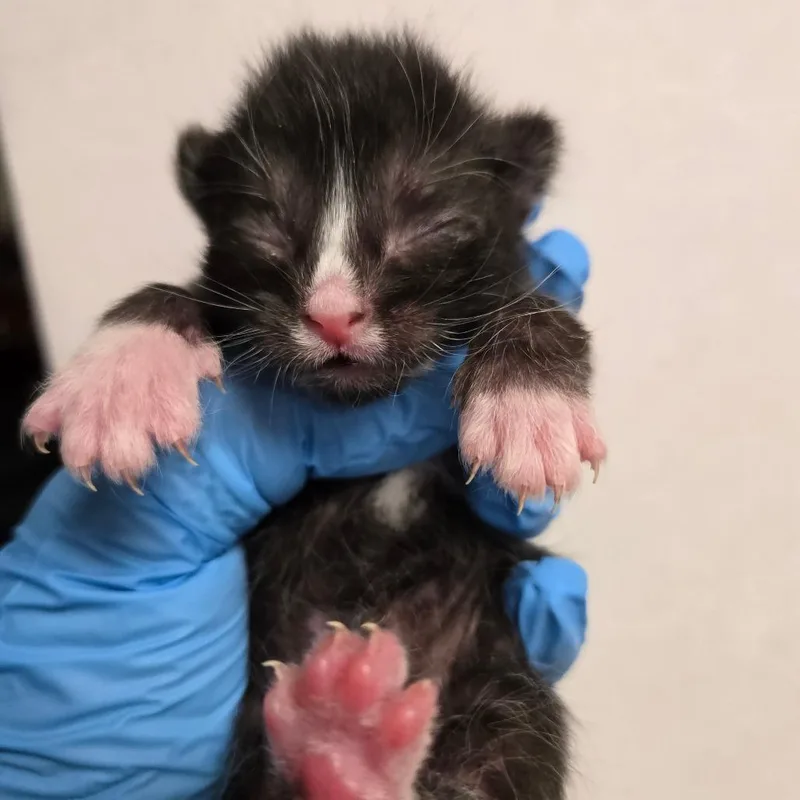 A baby small-sized male Black Domestic Short Hair cat named Chopin for adoption in East Hanover, NJ