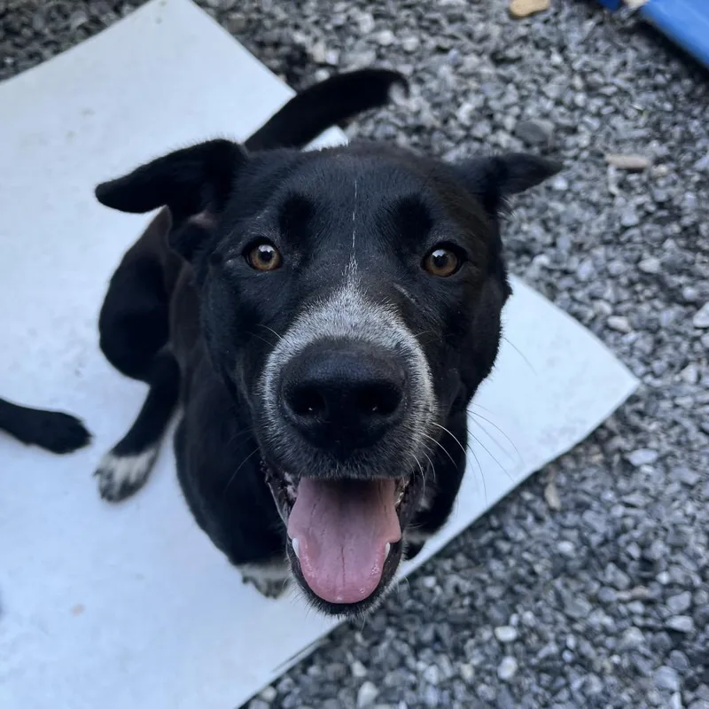 An adult medium-sized female Black Labrador Retriever dog named Dakota for adoption in Franklin, NC