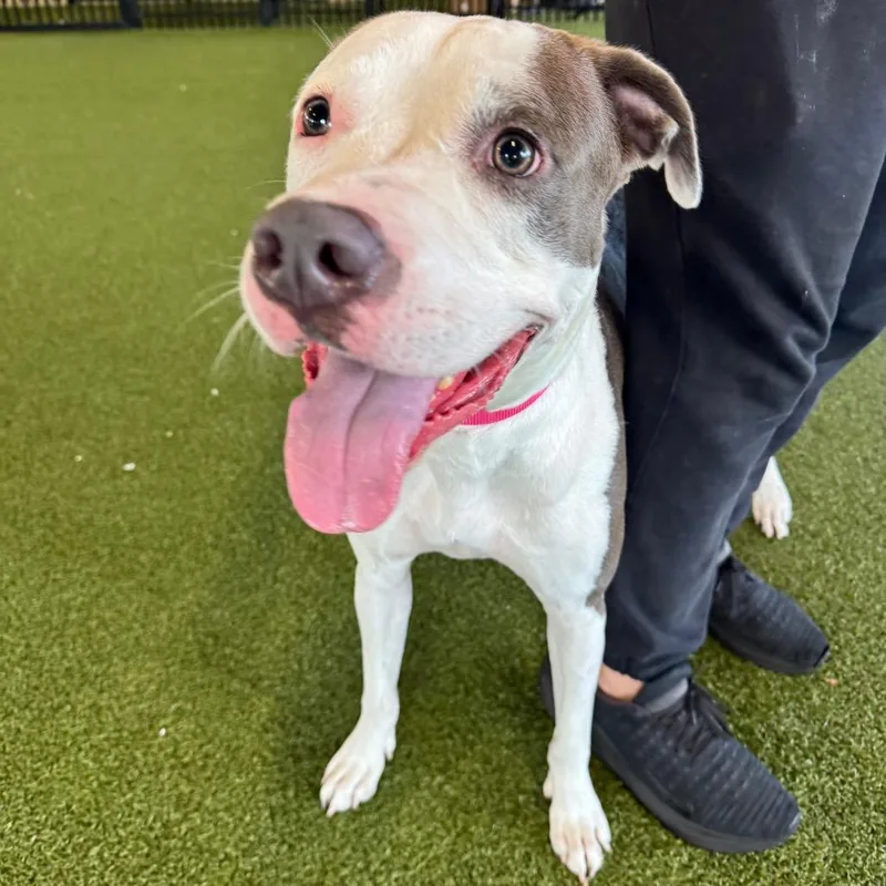 An adult medium-sized female White / Cream Mixed Breed dog named River for adoption in West Palm Beach, FL