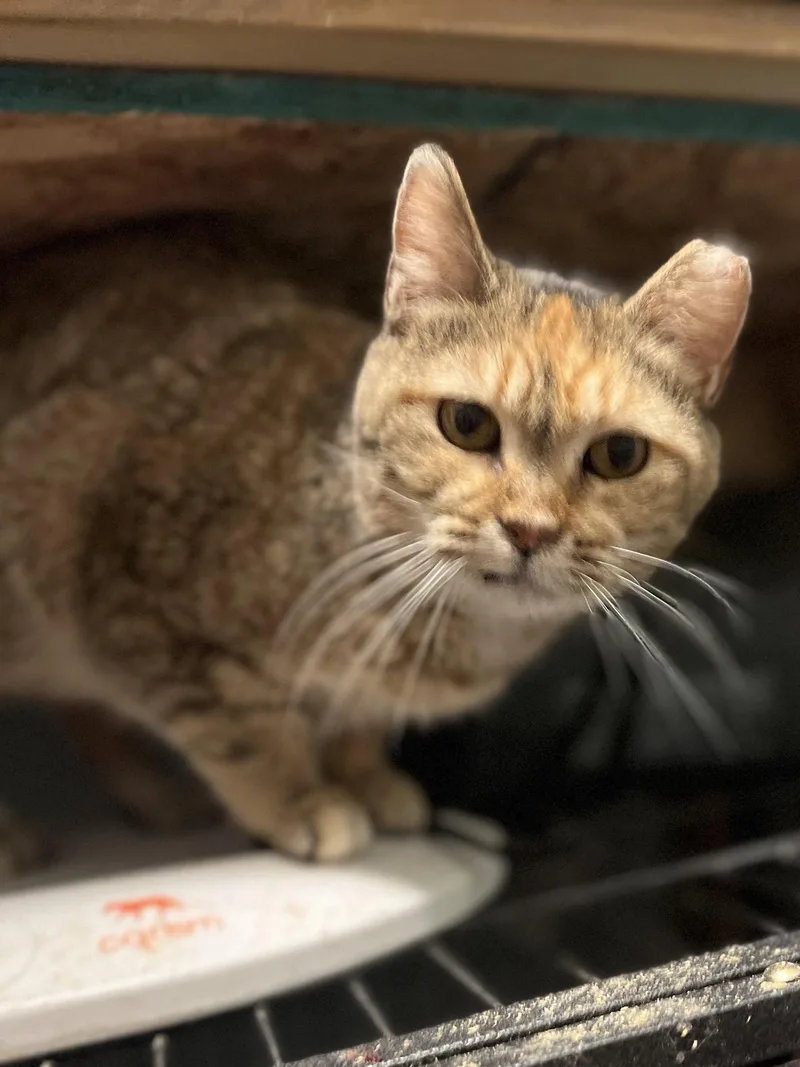 Primrose thumbnail 2