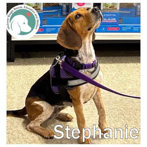 An adult medium-sized female Tricolor (Brown, Black, & White) Beagle dog named Stephanie for adoption in Toledo, OH