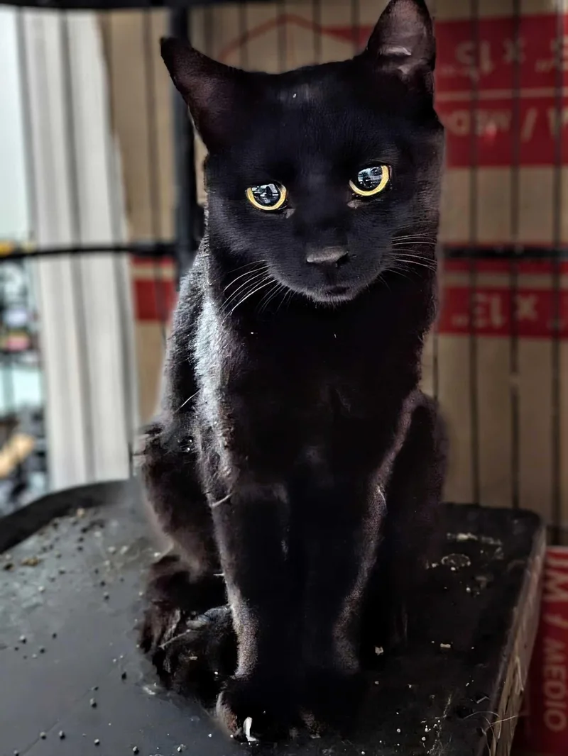 A young medium-sized female Domestic Short Hair cat named Aelin for adoption in Seven Valleys, PA