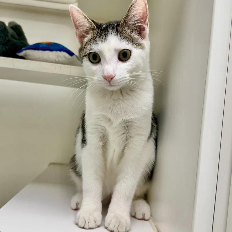 A young medium-sized female White Domestic Short Hair cat named Mini Mouse for adoption in Reisterstown, MD