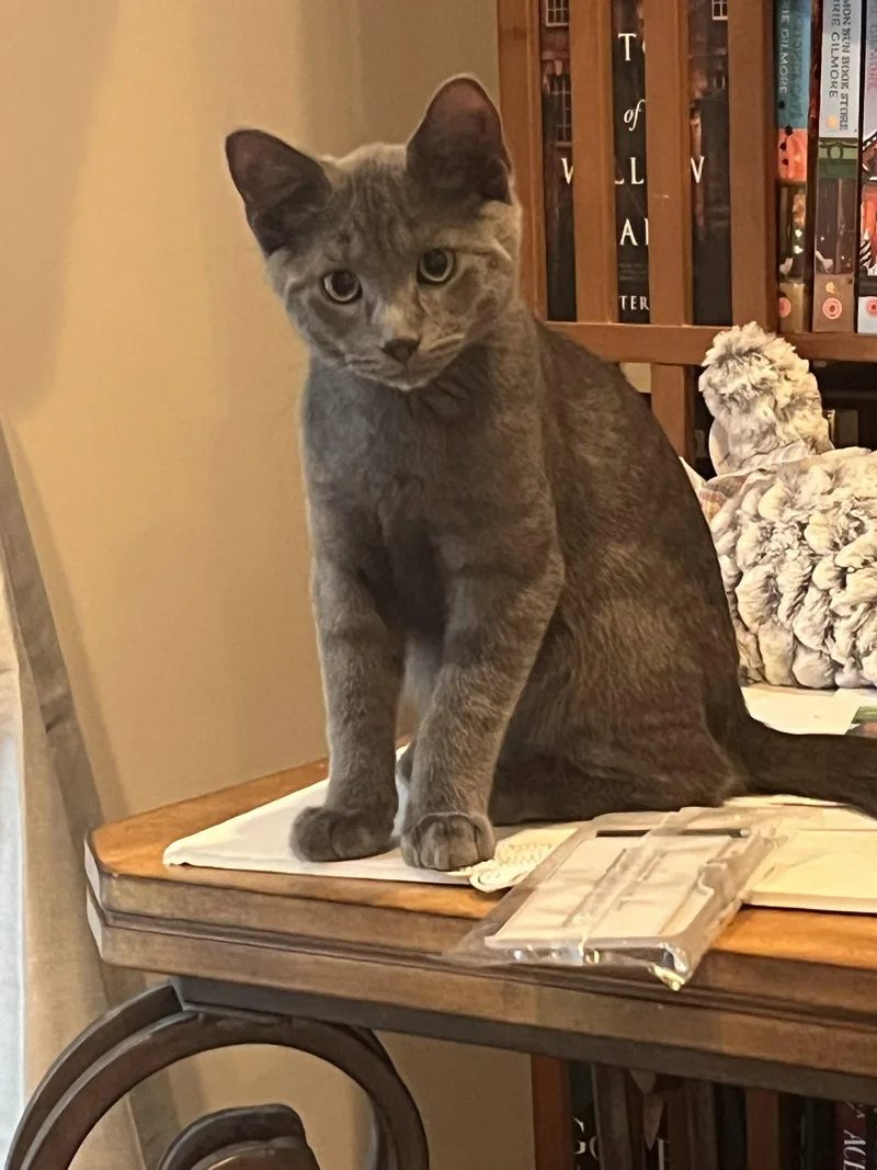 A baby medium-sized male Gray / Blue / Silver Domestic Short Hair cat named Brimsley for adoption in Walled Lake, MI