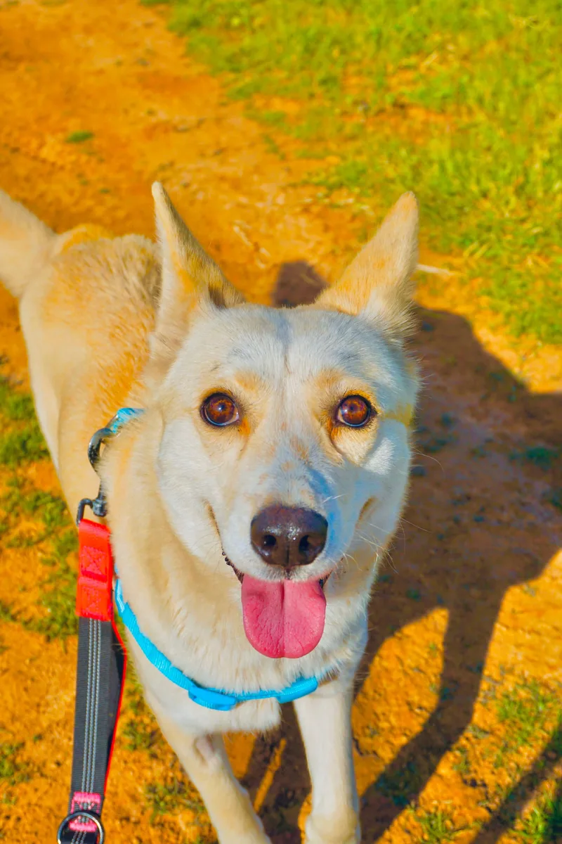 White Moka thumbnail 3