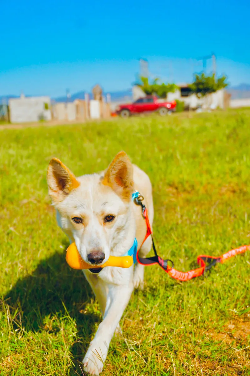 White Moka thumbnail 4