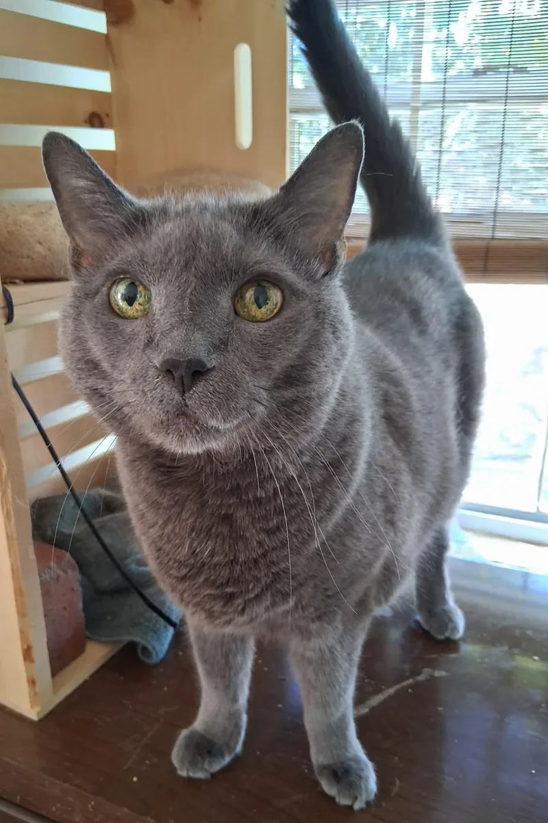 A senior large-sized male Gray / Blue / Silver Domestic Short Hair cat named Grayson for adoption in Pittsburgh, PA