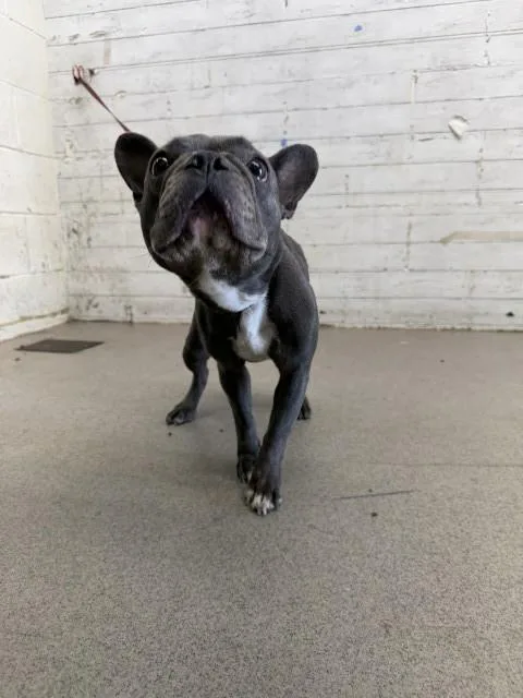 An adult small-sized female French Bulldog dog named Lena for adoption in San Bernardino, CA