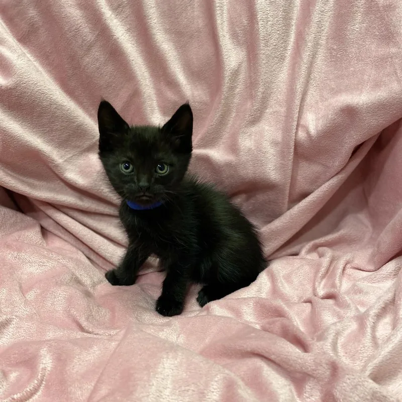 A baby small-sized female Black Domestic Short Hair cat named Mira for adoption in Los Angeles, CA