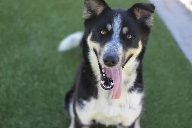 A young large-sized female Australian Shepherd dog named Lady Barkington for adoption in Grand Prairie, TX