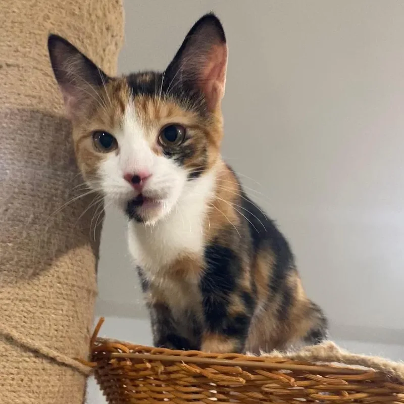 A baby small-sized female Calico Domestic Short Hair cat named Daisy for adoption in Los Angeles, CA