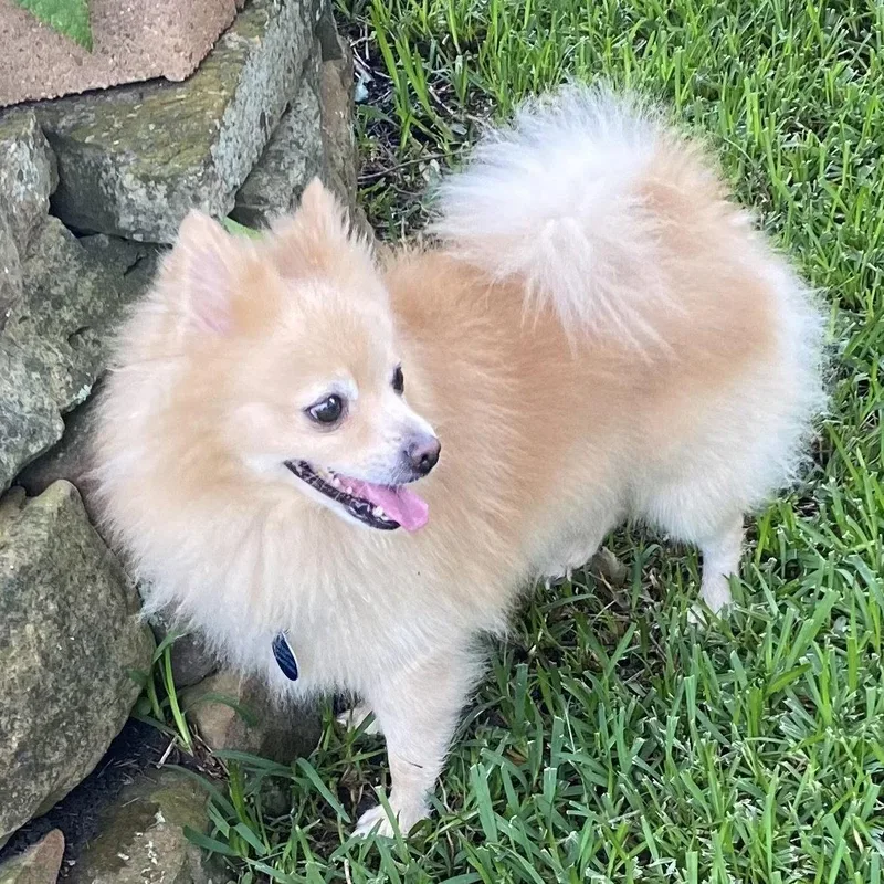 A young small-sized male Pomeranian dog named Remu for adoption in Garland, TX