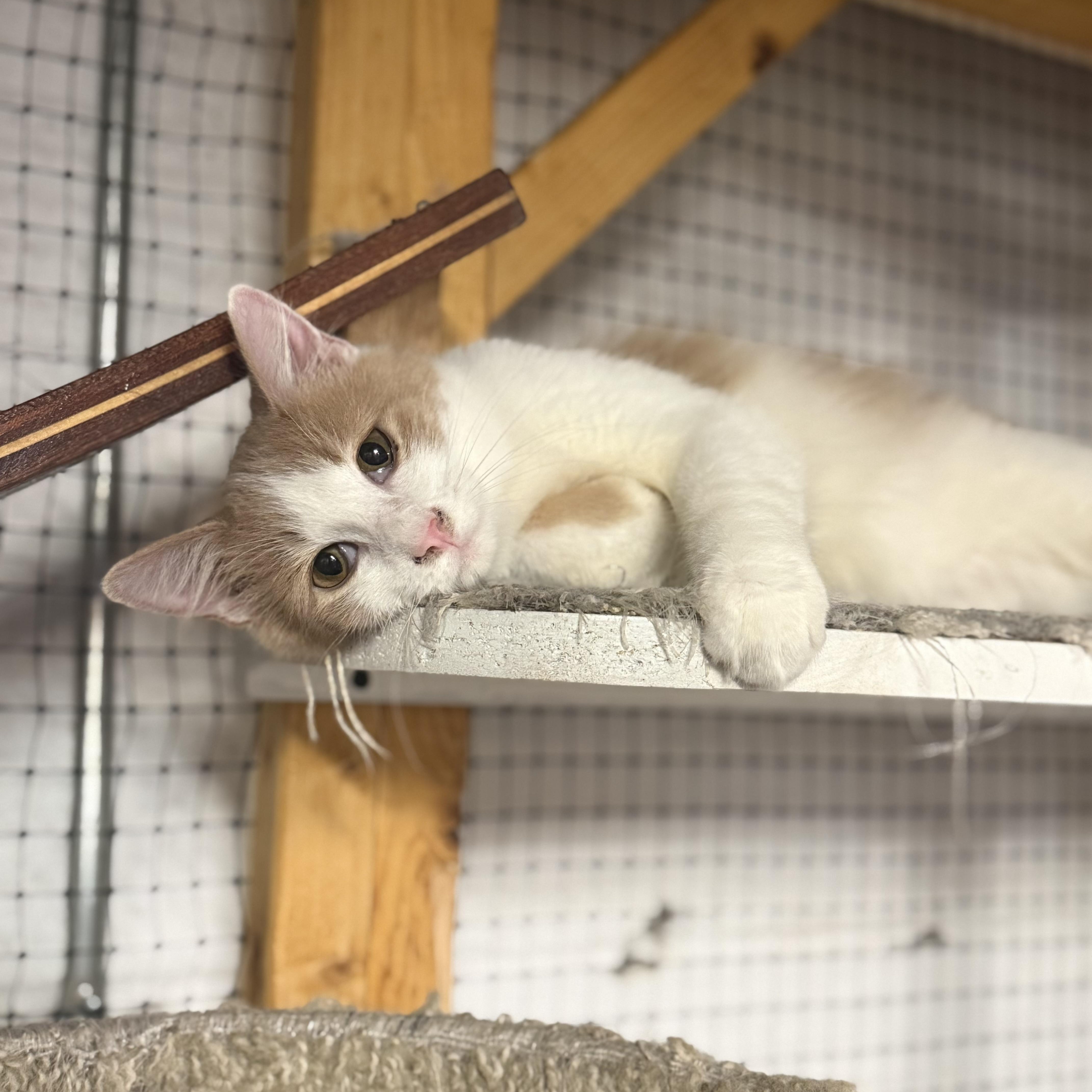 A baby medium-sized male Orange & White Domestic Medium Hair cat named Zack for adoption in East Amherst, NY