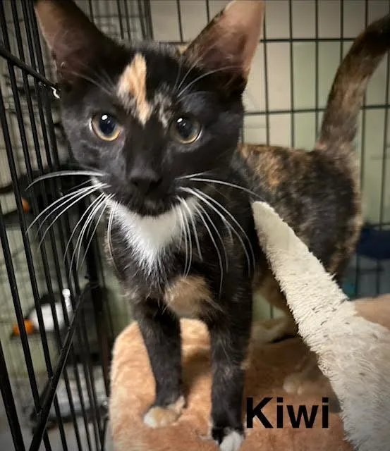 A baby medium-sized female Domestic Short Hair cat named Kiwi for adoption in Zimmerman, MN