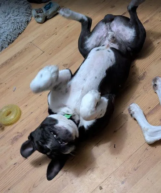 Oreo