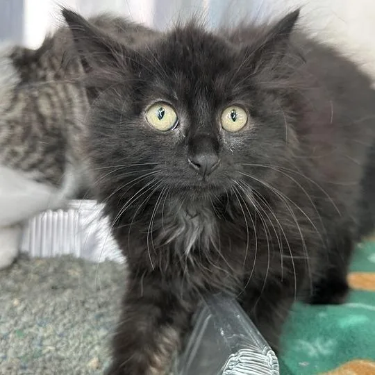 A baby small-sized female Black Domestic Long Hair cat named Chloe for adoption in Matteson, IL