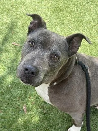 A senior large-sized female Pit Bull Terrier dog named Skippy for adoption in Daytona Beach, FL