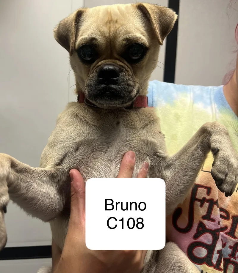 An adult small-sized male Yellow / Tan / Blond / Fawn Pug dog named Bruno C for adoption in Morganton, NC
