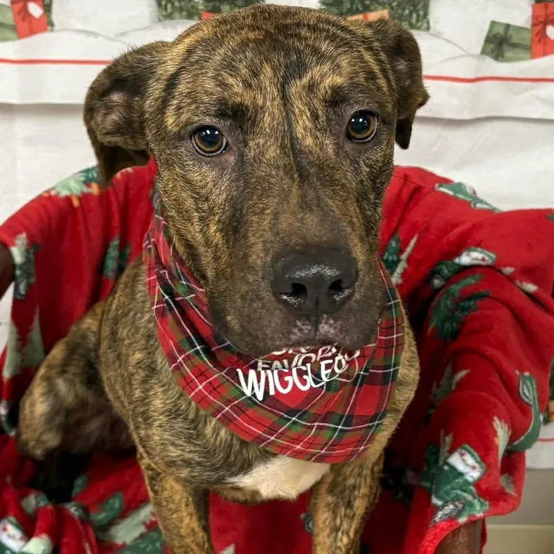 An adult medium-sized male Brindle Mountain Cur dog named Tyson for adoption in Falls Church, VA