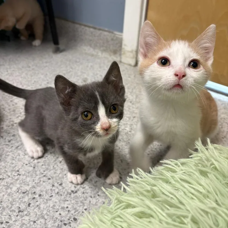 A baby small-sized male Gray / Blue / Silver Domestic Short Hair cat named Denali for adoption in North Branford, CT