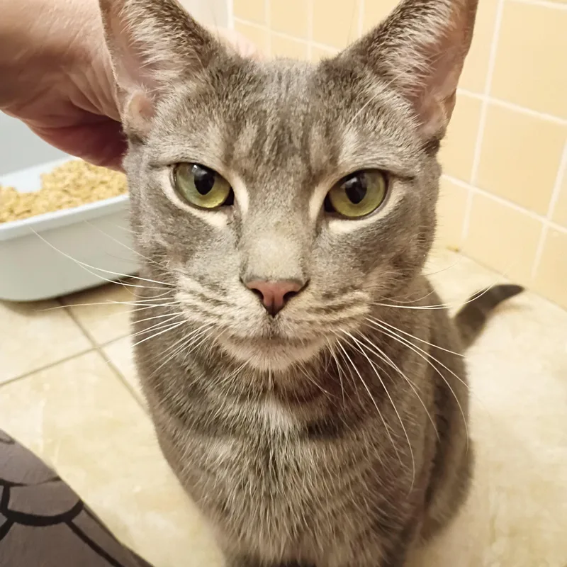 An adult medium-sized male Tabby cat named Henry for adoption in New York, NY
