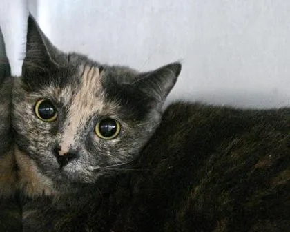 An adult small-sized female Domestic Short Hair cat named Peaches for adoption in West Seneca, NY