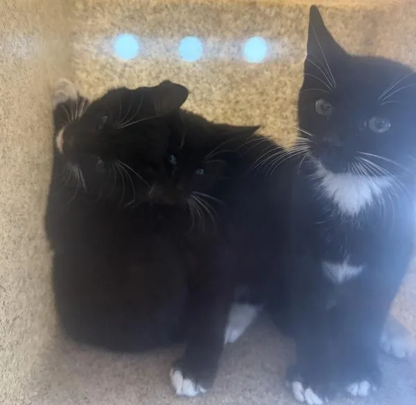 A baby small-sized female Domestic Short Hair cat named Quarter Zip for adoption in Ridgewood, NY