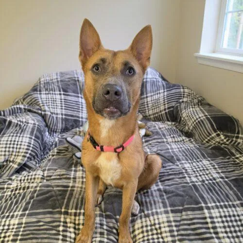 A young medium-sized female Yellow / Tan / Blond / Fawn Shepherd dog named Lilly GCH for adoption in Rockaway, NJ