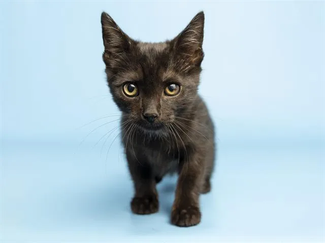 A baby small-sized male Domestic Short Hair cat named Dante for adoption in Phoenix, AZ