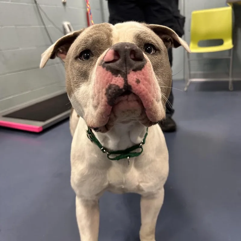 An adult large-sized male White / Cream Pit Bull Terrier dog named Meatloaf for adoption in Greensboro, NC